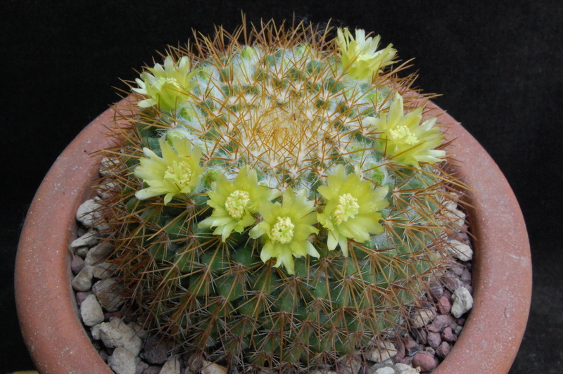 Mammillaria canelensis 5128-211