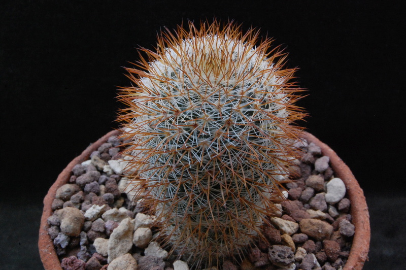 Mammillaria haageana 5506-210