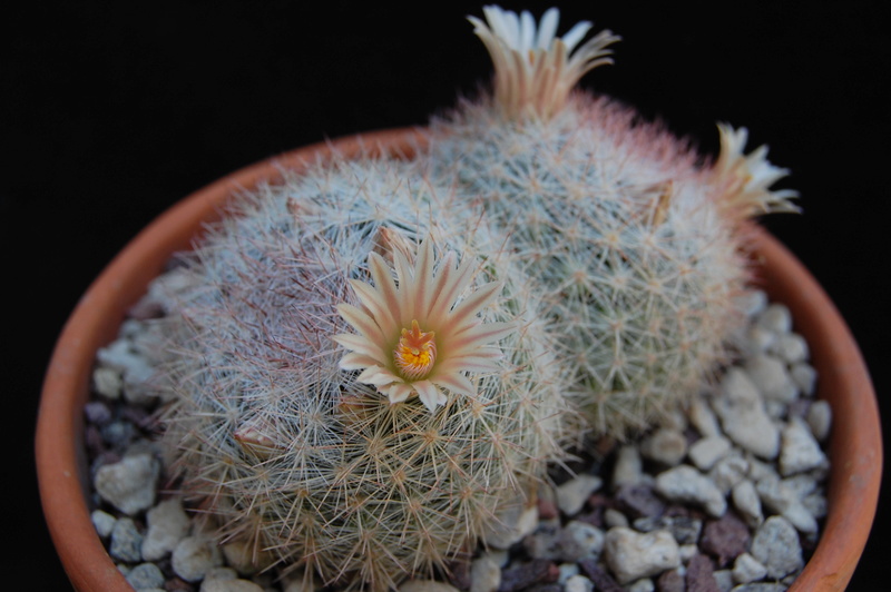 Mammillaria candida 6014-210