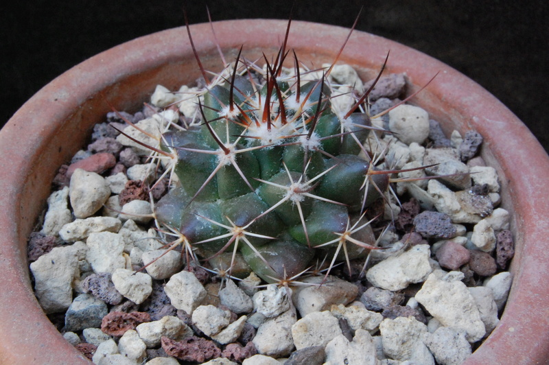 Mammillaria wagneriana 6316-210