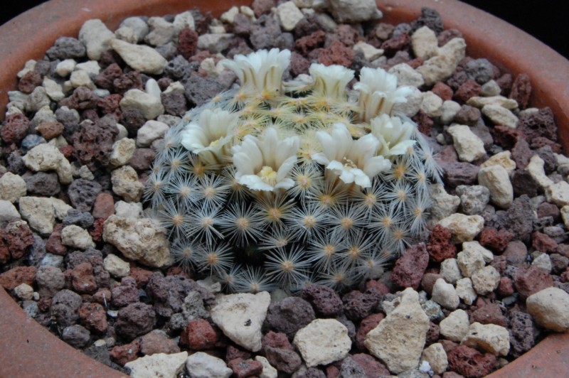 Mammillaria schiedeana 6409-210