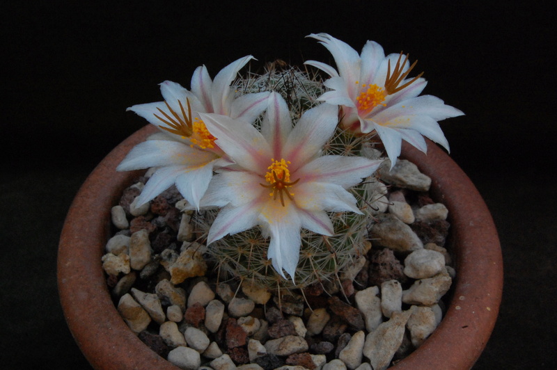 Mammillaria hutchisoniana 7230-213