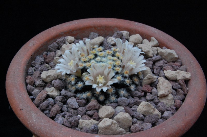 Mammillaria schiedeana 7364-210