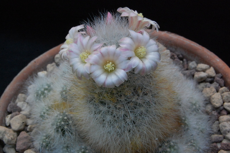 Mammillaria schwarzii 8070-210