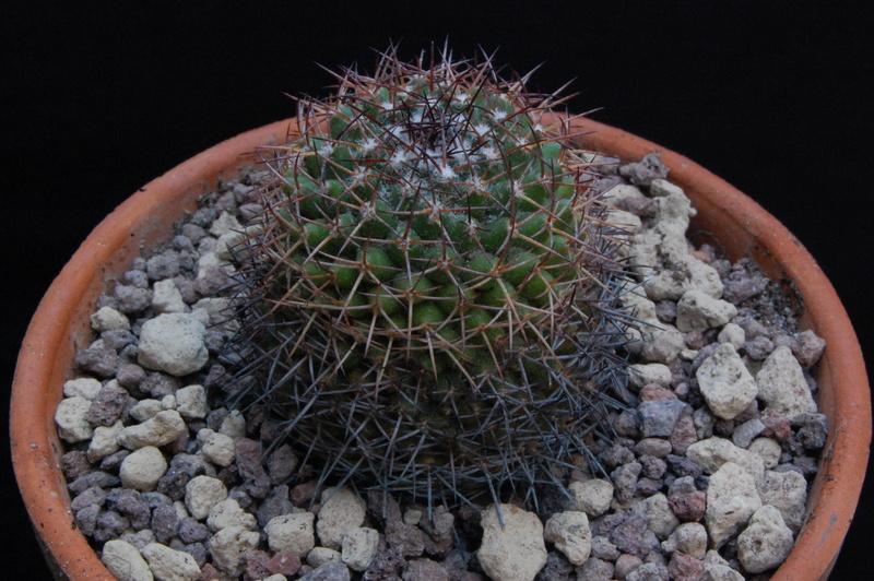 Mammillaria hoffmanniana 8107-210