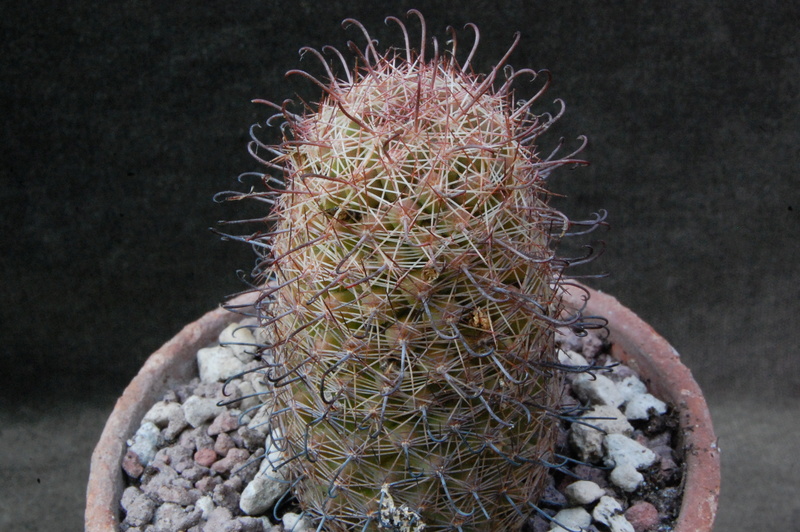 Mammillaria sheldonii 8256-210