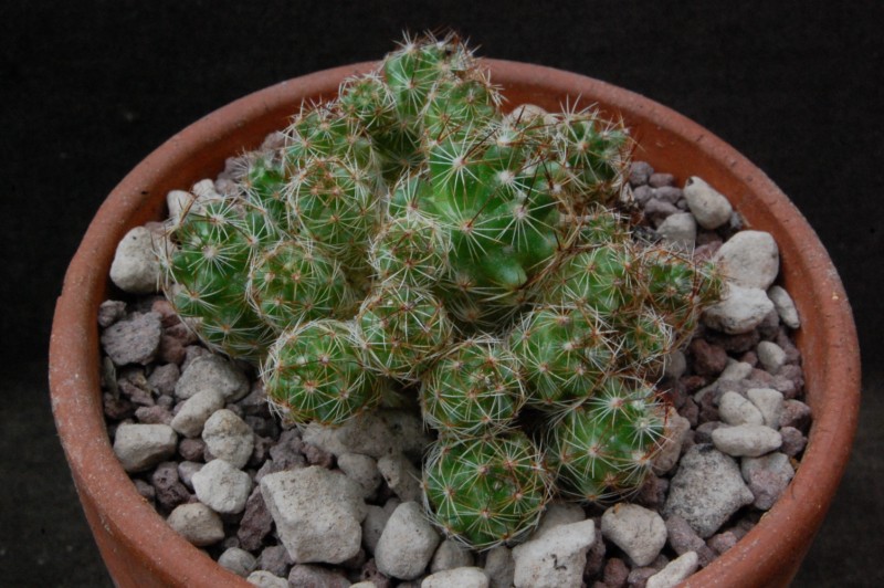 Mammillaria vetula 8424-210