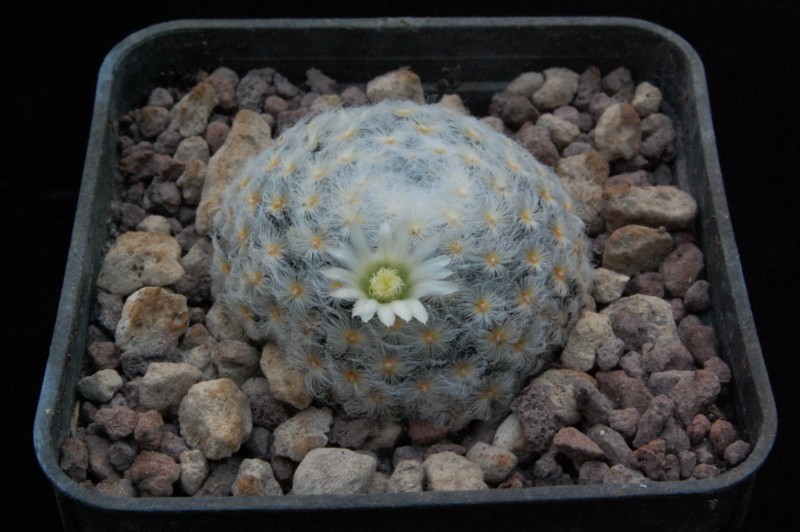 Mammillaria schiedeana 8459-211