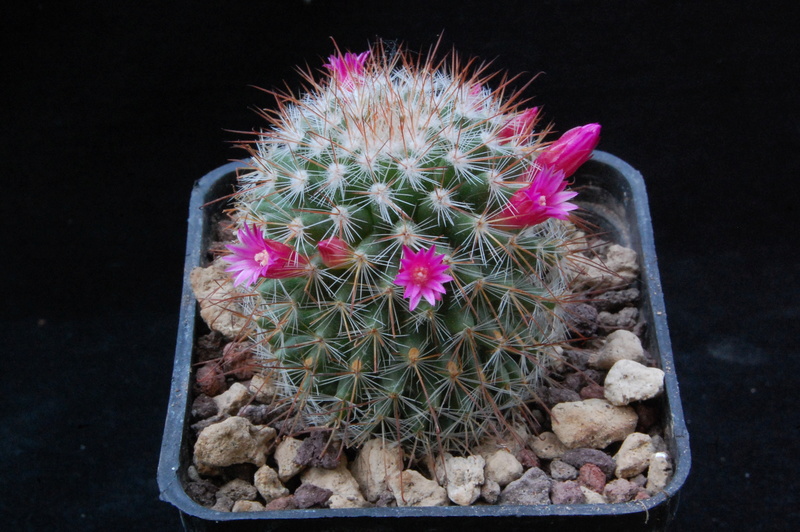 Mammillaria silvatica 9274-210