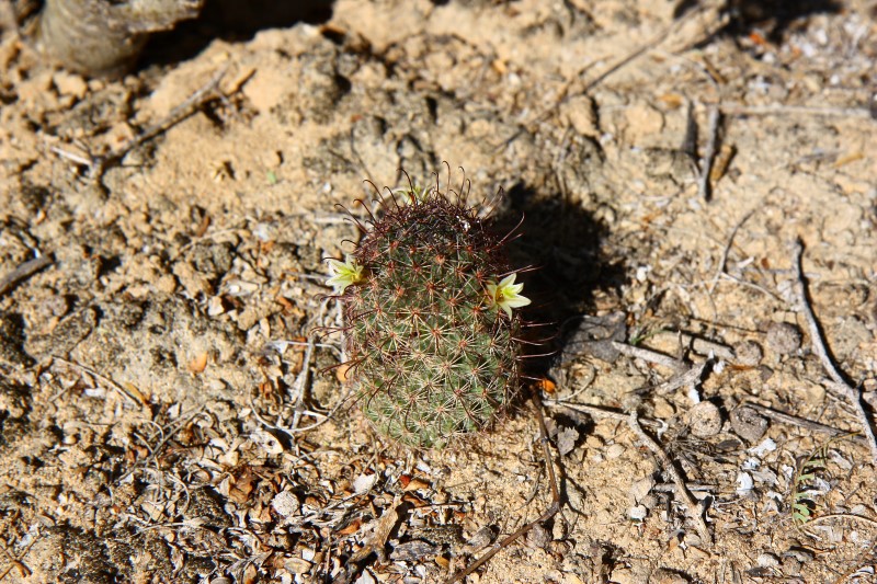 Mammillaria dioica Dioica10