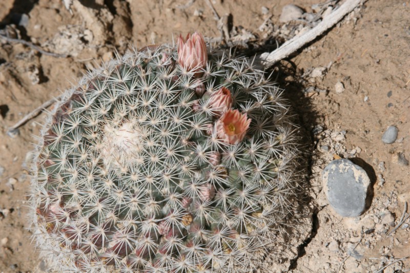 Mammillaria heyderi Img_0012