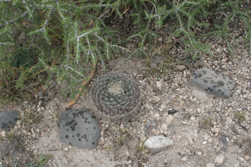 Mammillaria heyderi Img_0910