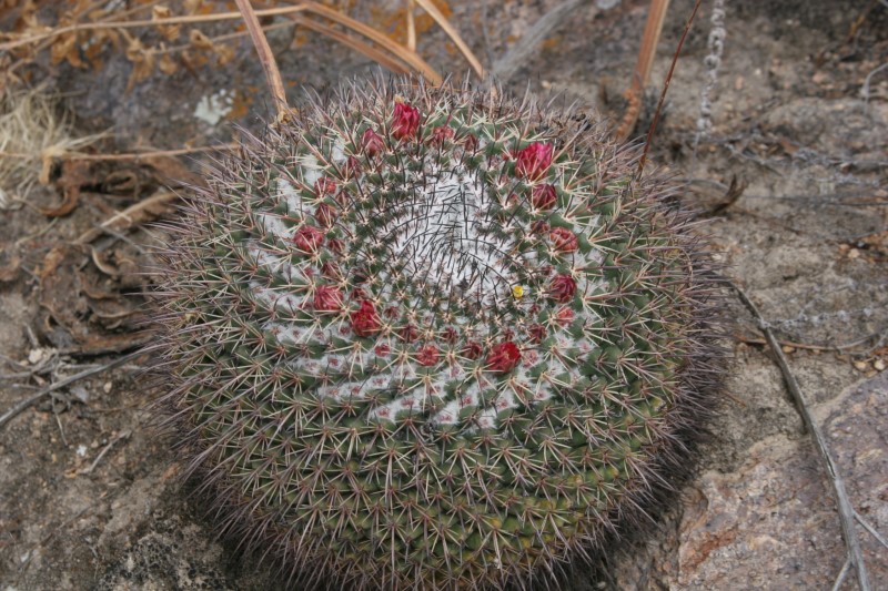 Mammillaria huiguerensis Img_8611