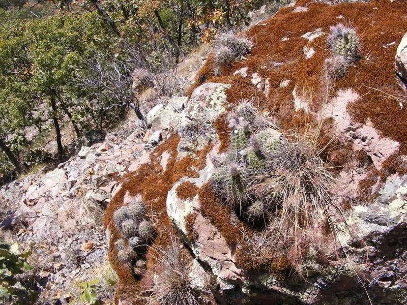 Mammillaria jaliscana Jalis_11