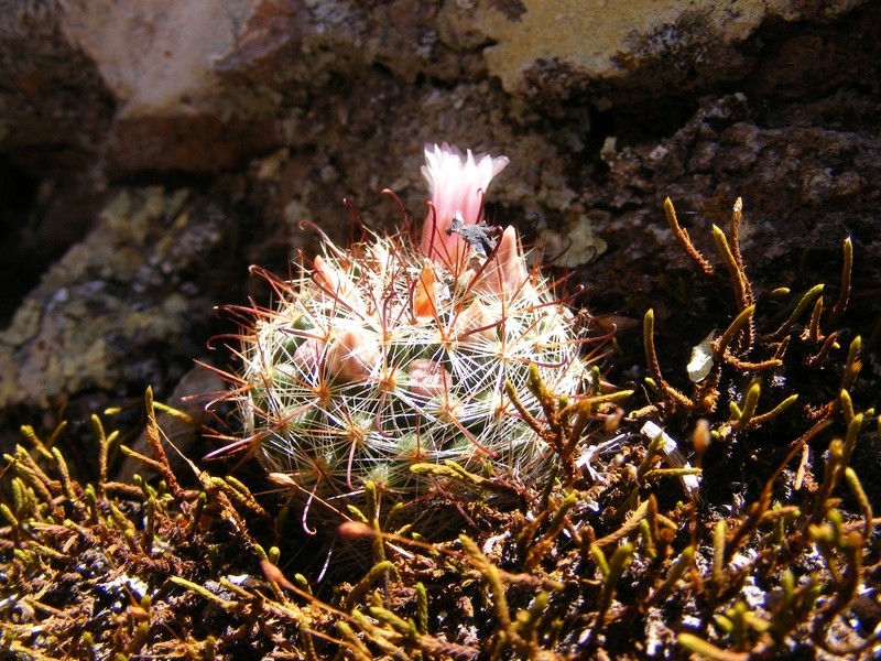 Mammillaria jaliscana Jalisc10