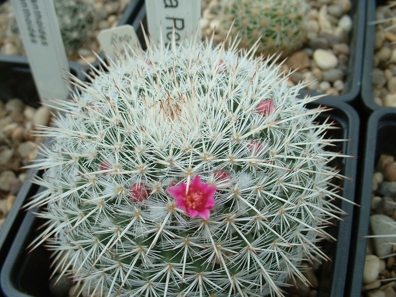 Mammillaria saetigera Rog_5712