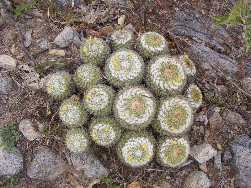 Mammillaria lindsayi Wh143_10