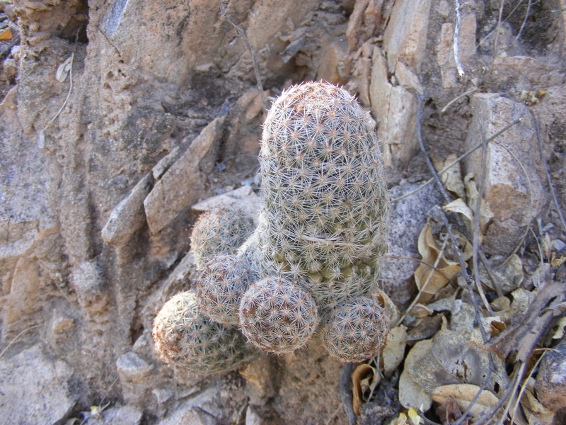 Mammillaria alamensis Wh188_10