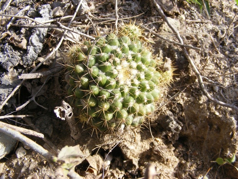 Mammillaria lindsayi Wh_14110