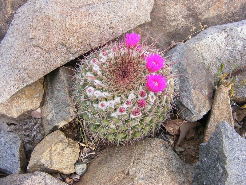 Mammillaria craigii Wh_16210