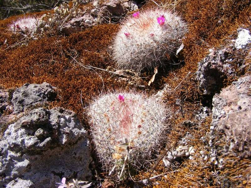 Mammillaria sinforosensis Zip210