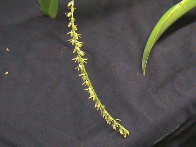 Pleurothallis ssp. Dsc00012