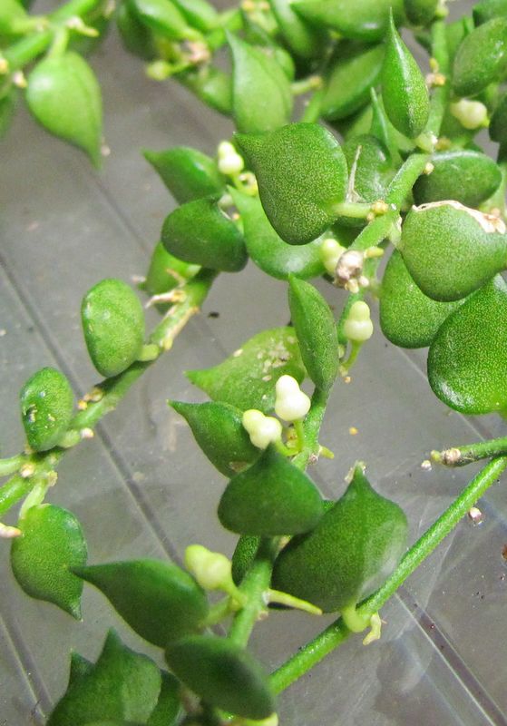Floraison de Dischidia ruscifolia ( nouvelle photo ) Img_0710
