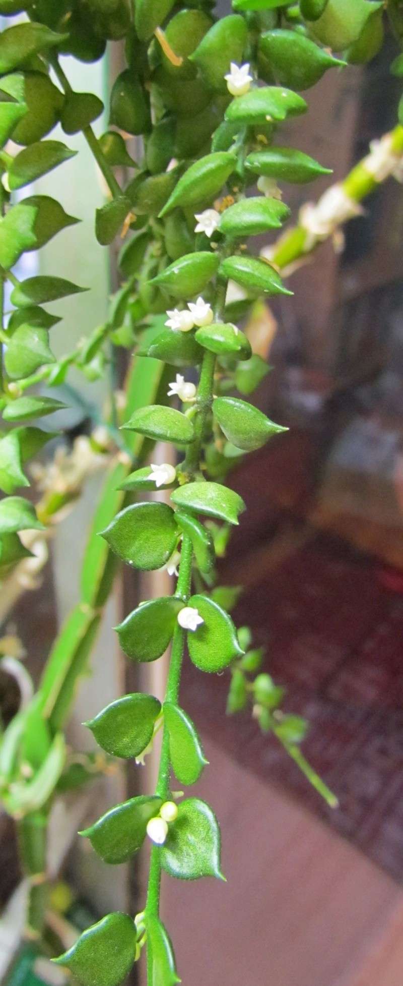 Floraison de Dischidia ruscifolia ( nouvelle photo ) Img_0712