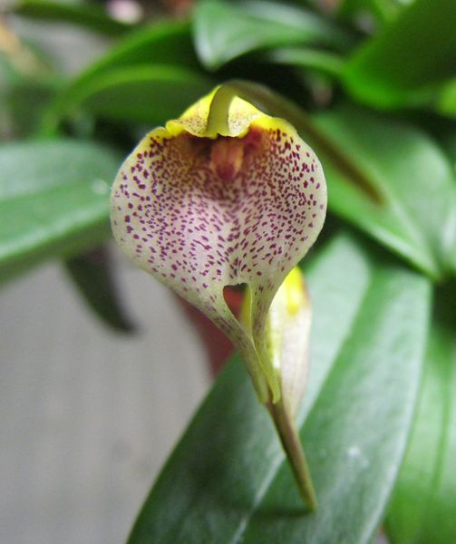 Masdevallia floribunda var. lindeniana Img_0859