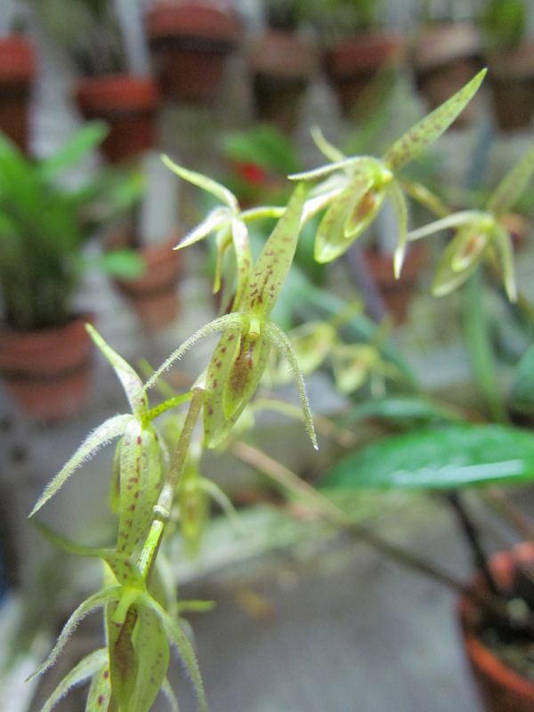 Pleurothallis loranthophylla Img_4425