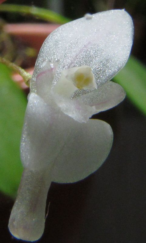 Specklinia mirabilis Img_4431