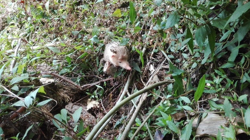 Neuf jours de bivouac à la Réunion 610