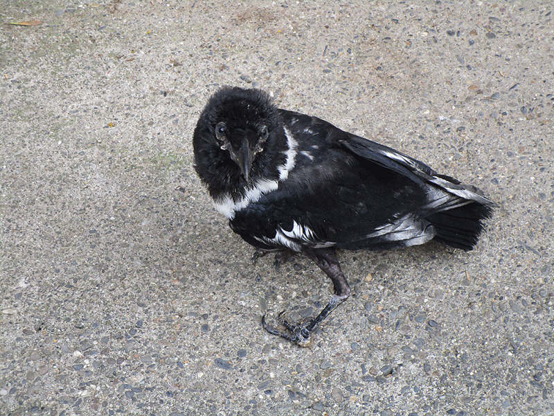 Histoire d’Handy (corbeau pie handicapé) 0510