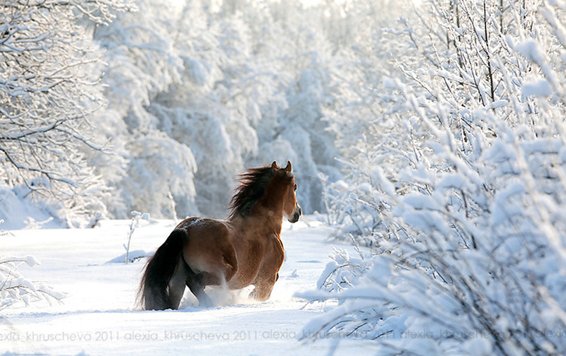 "Bonjour / Bonsoir" !!! - Page 4 Winter11