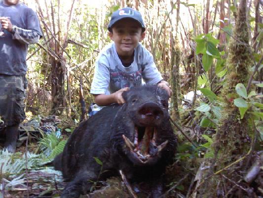 Big Island Boar - 6-27-10 6-27-112