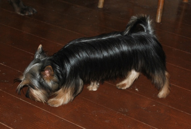 Щенки Силки терьера, помет Ж./Silky Puppies Litter J - 09.03.2012г. - Страница 2 Ddund_30