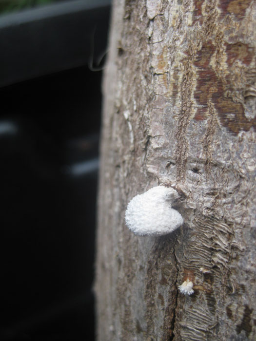 White Fungus on Acer Palmatum Img_2611