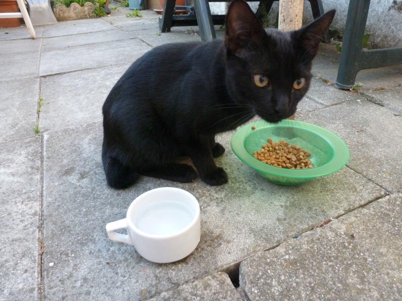 Bagheera - adopté par Calamity62 P1050911