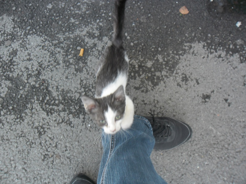 chaton abandonné sur un parking  Sam_0311