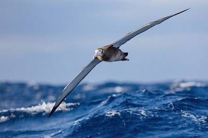 L'albatros - Charles Marie Leconte de Lisle L_alba10