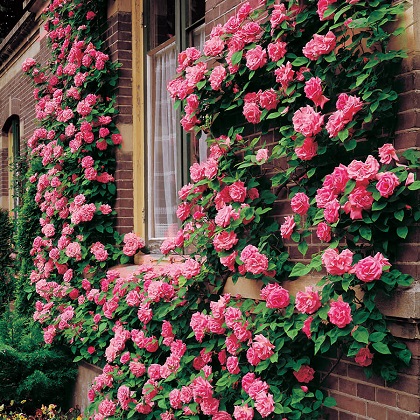 La maison serait pleine de roses - Francis Jammes La_mai10