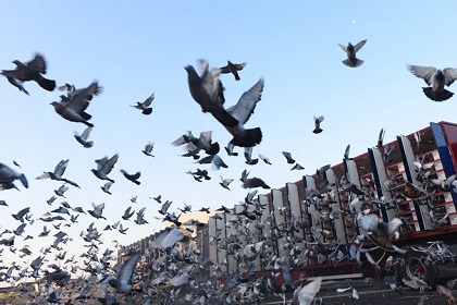 Les pigeons - Emile Verhaeren Les_pi10