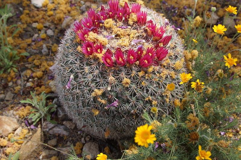 ID mammillaria Tucson, Arizona 1917_t10