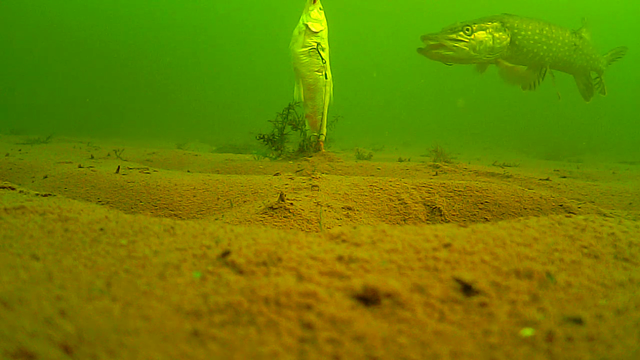 Northern Pike in Old Gravel Quarry - Ohio! Vlcsna11