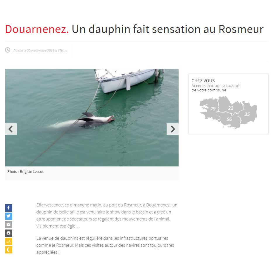 Un drôle de dauphin dans le port de Douarnenez Captur10