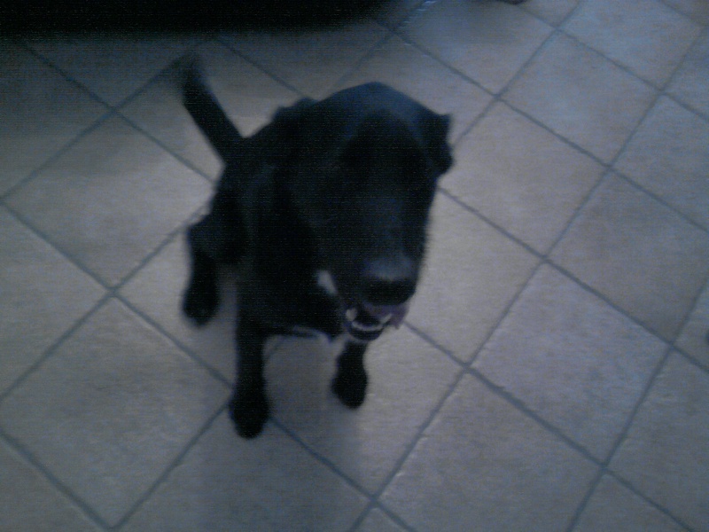 Trouvé chien mâle noir xLabrador, non identifié, Pierrevert (04), le 29.06.2010 P3006110