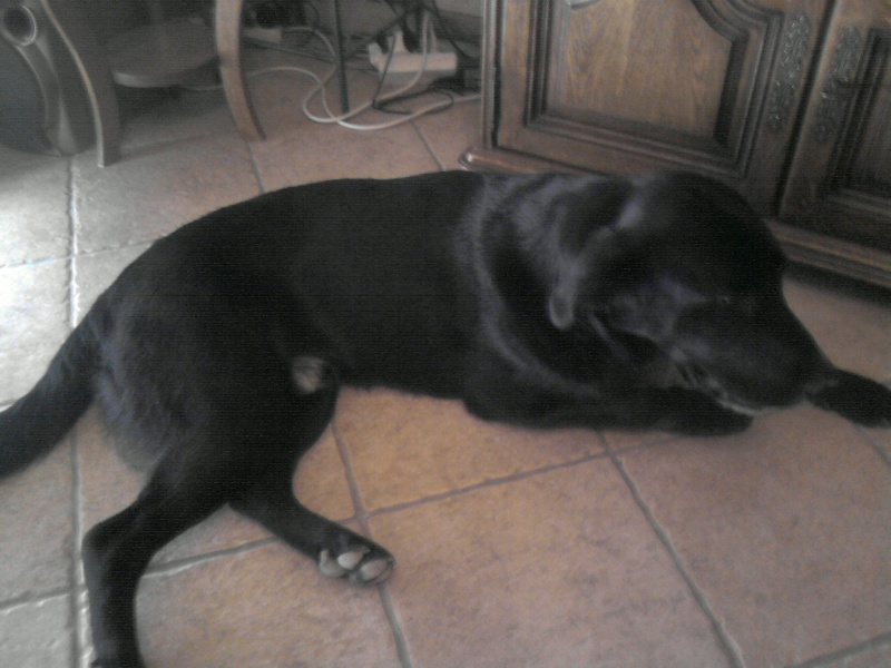 Trouvé chien mâle noir xLabrador, non identifié, Pierrevert (04), le 29.06.2010 P3006112