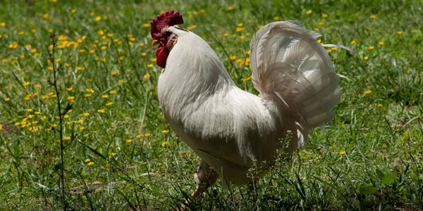 Il viole ses 2 filles de 3 et 9 ans, son chien et des poulets Free-r10