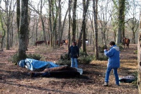 Dordogne : 26 chevaux confisqus au lac de Gurson 26chev10