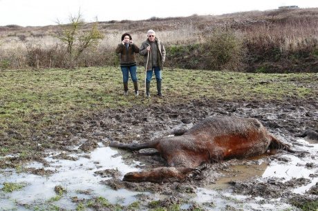 Un cheval est mort dans le marais de Chtelaillon (17), article Sud Ouest 17/01/2011 Cheval10